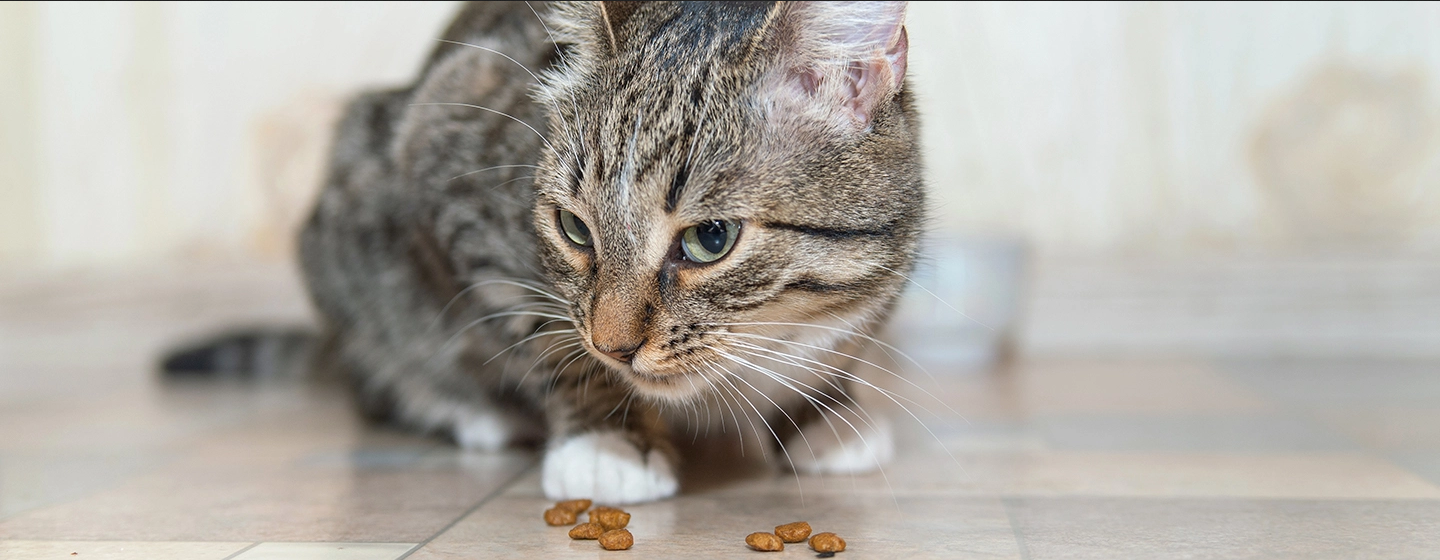 Penyebab Umum Kucing Muntah Makanan dan Cara Mengidentifikasinya